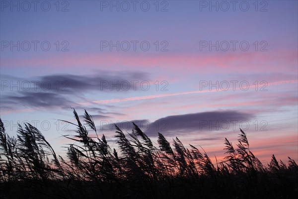 Common Reed