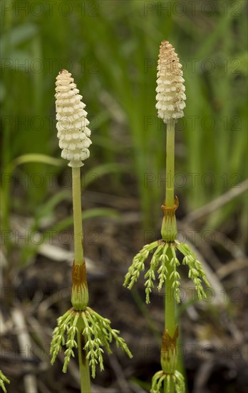 Wood horsetail