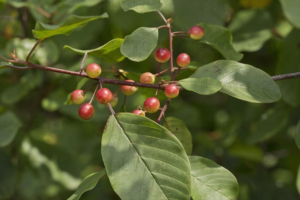 Alder buckthorn