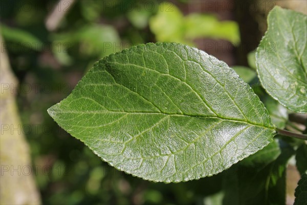 Prunus x domestica