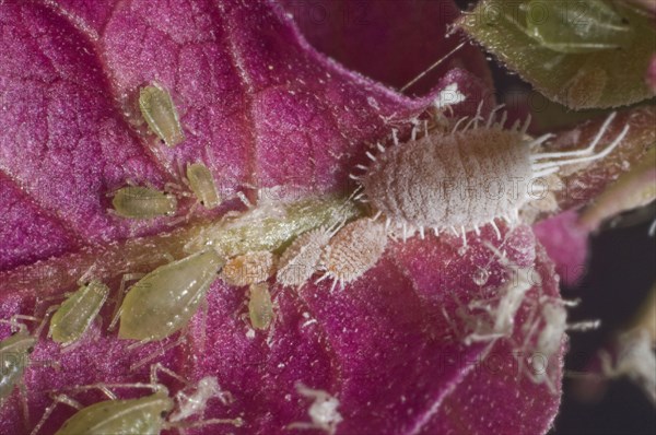 Glasshouse potato aphids