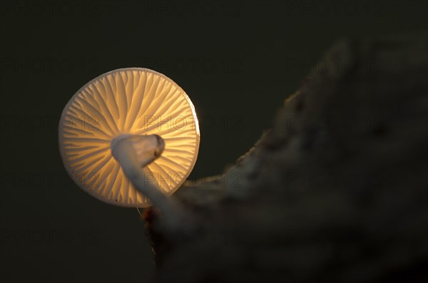 Porcelain Fungus