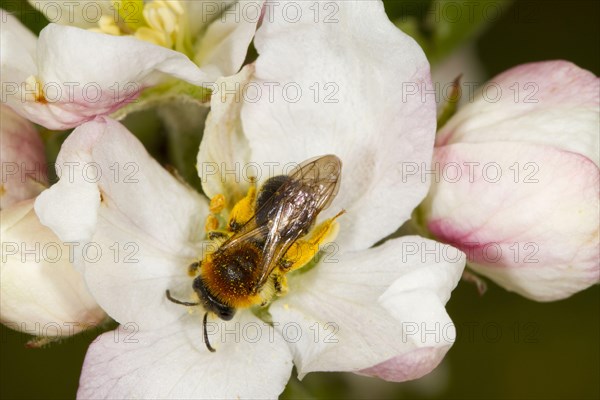 Early mining bee