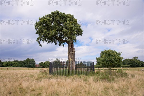 English oak