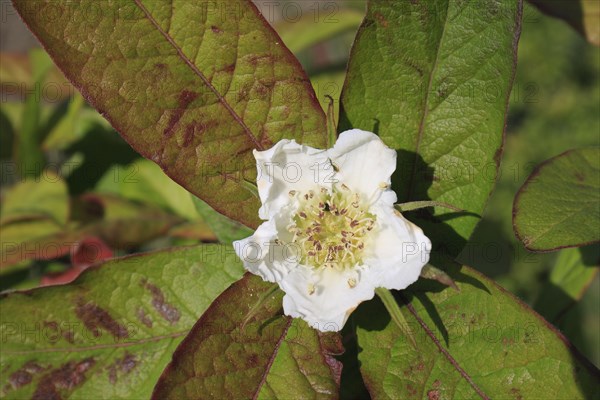 Medlar