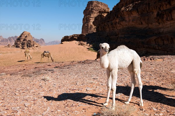 Young dromedary