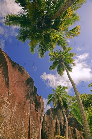 Palm trees and granite rocks on the dream beach Source d'Argent