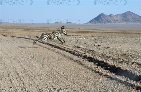 Hartmann's Mountain Zebra