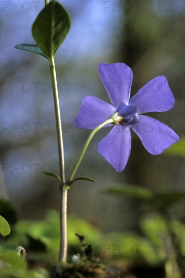 Large-leaved periwinkle