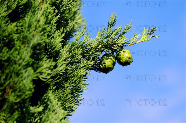 Mediterranean cypress