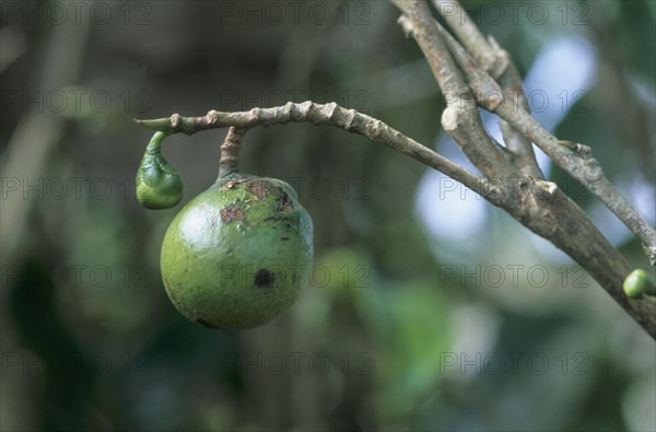 Tea fruit