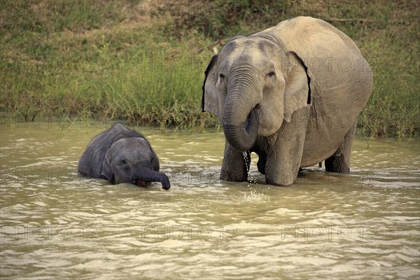 Asian sri lankan elephant