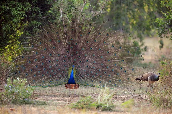 Indian peafowl