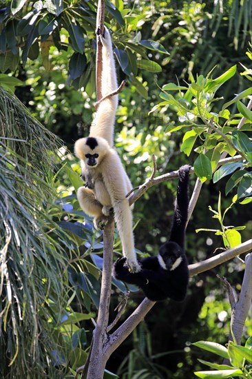 Northern white-cheeked gibbon