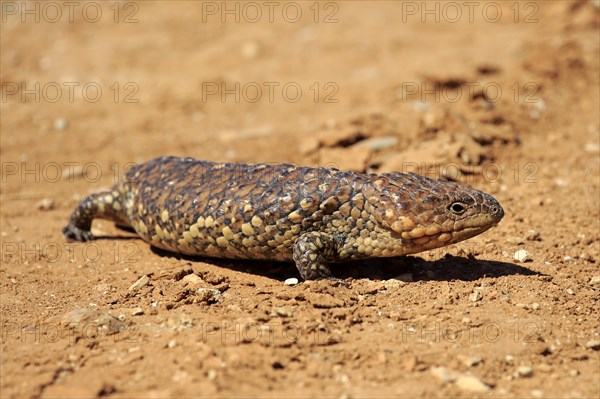 Tiliqua rugosa