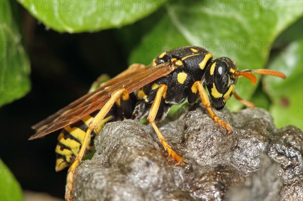 European Paper Wasp