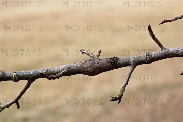 Small poplar