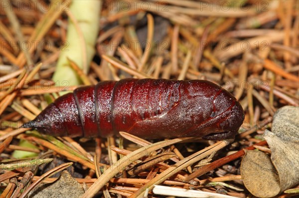 Pine Hawk Moth