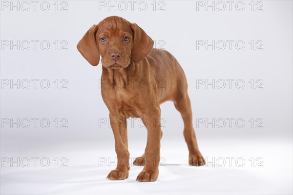 Shorthaired Hungarian Pointing Dog