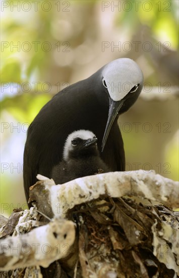 Black Noddy