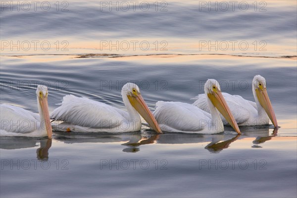 American White Pelican