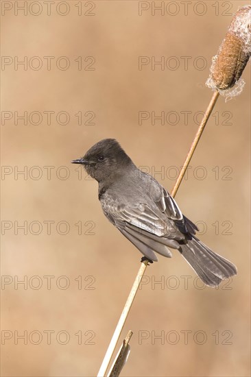 Black black phoebe