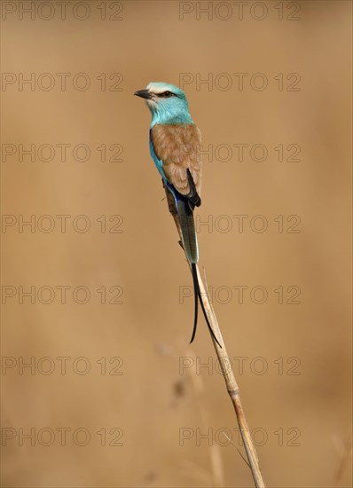 Abyssinian Roller