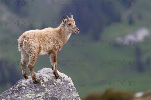 Capra ibex ibex