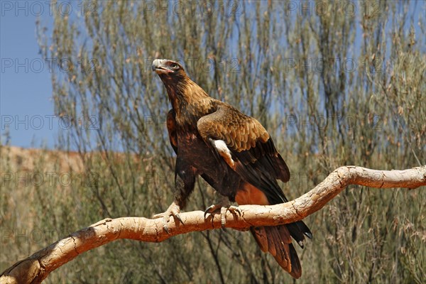 Wedge-tailed Eagle