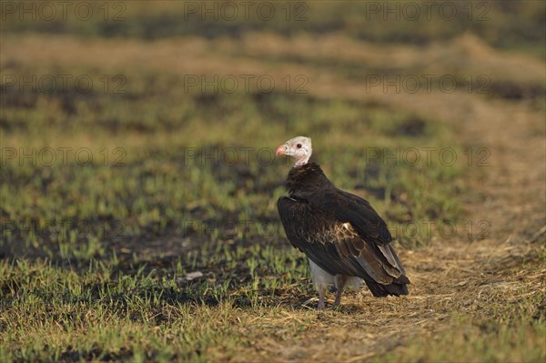 White-headed vulture