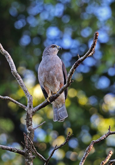 Ridgway's ridgway's hawk