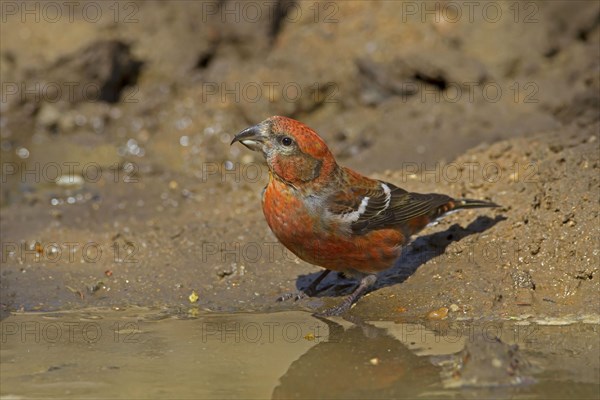 Two-barred crossbill