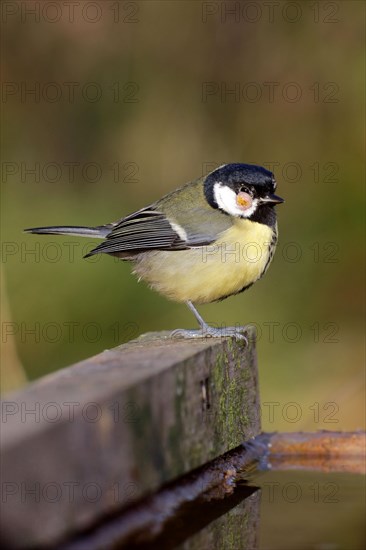 Great Tit