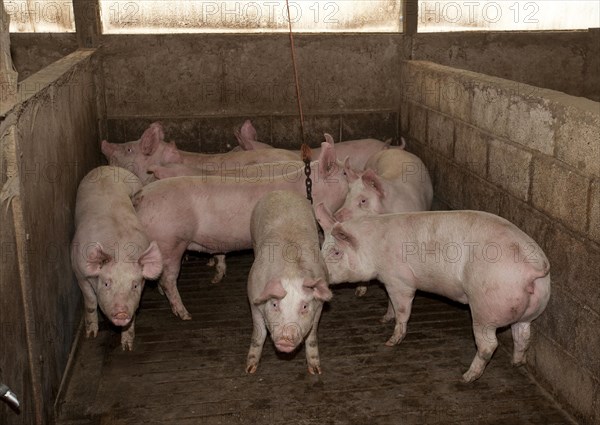 Pig farming