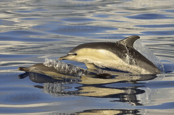 Short-beaked Common Dolphin