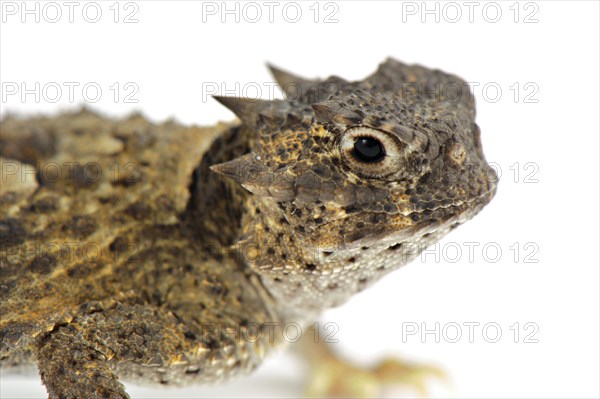 Desert Toad Lizard