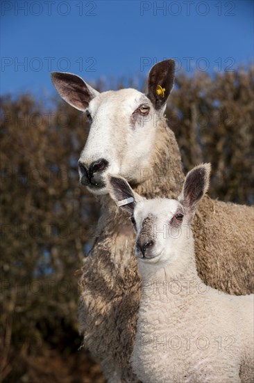 Domestic Sheep