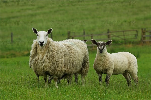 Domestic Sheep