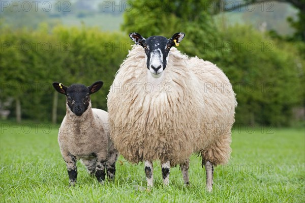 Domestic Sheep