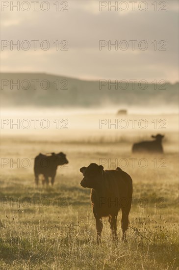 Domestic cattle