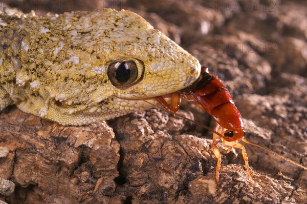 Adult Moorish common wall gecko