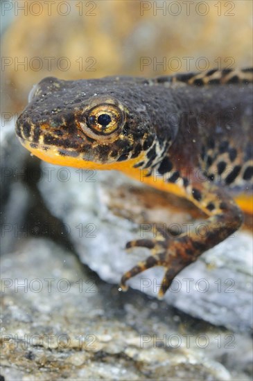 Alpine newt