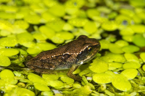 Common common frog