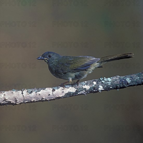 Yellow-whiskered Bulbul