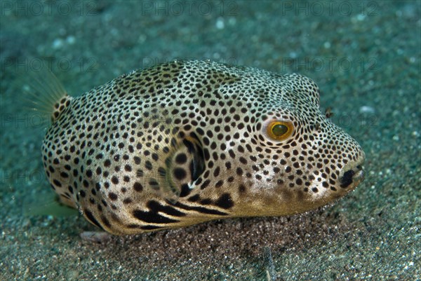 Star Pufferfish