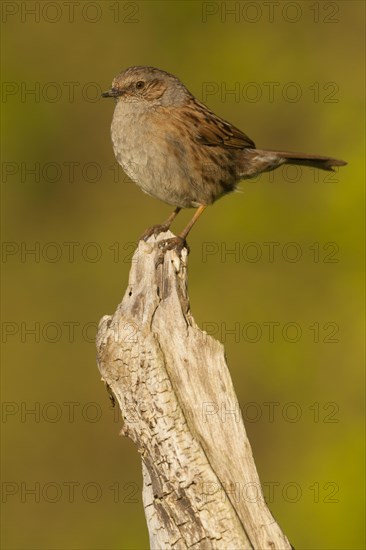 Dunnock