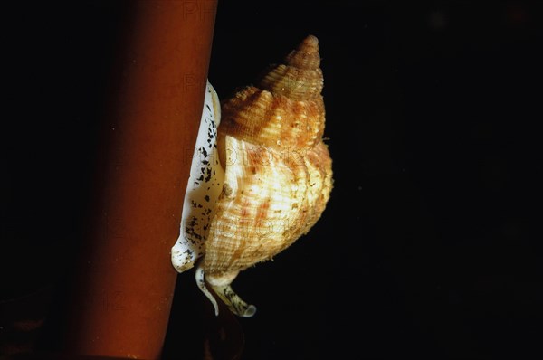 Common Whelk