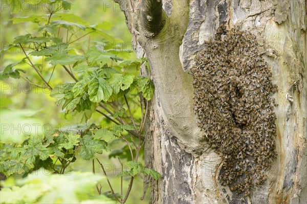 Swarm of honey bee