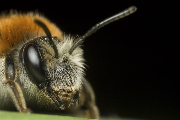 Red-headed Sand Bee