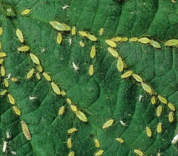 Group of nettle mammals